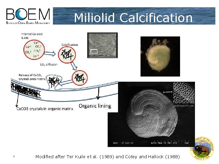 Miliolid Calcification 4 Modified after Ter Kuile et al. (1989) and Cotey and Hallock