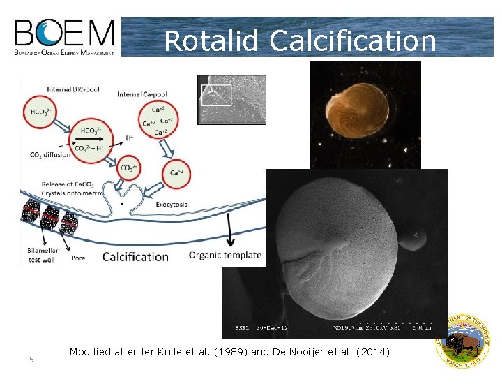 Rotalid Calcification 5 Modified after Kuile et al. (1989) and De Nooijer et al.