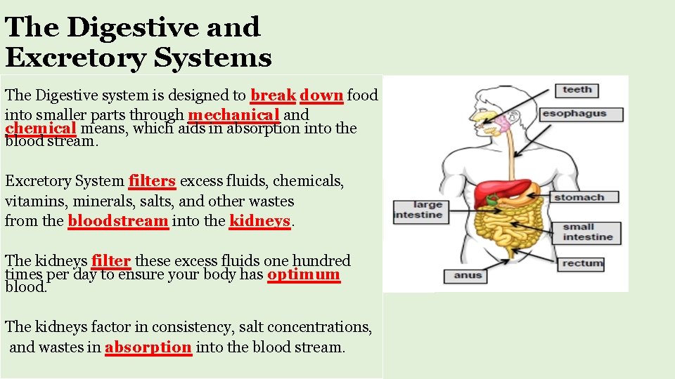 The Digestive and Excretory Systems The Digestive system is designed to break down food