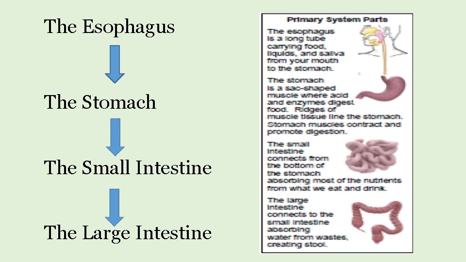 The Esophagus The Stomach The Small Intestine The Large Intestine 
