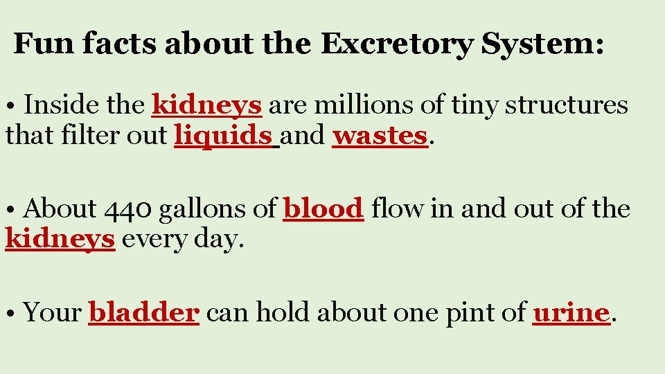 Fun facts about the Excretory System: • Inside the kidneys are millions of tiny