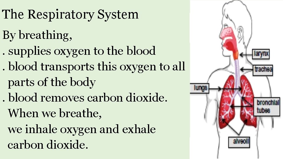 The Respiratory System By breathing, . supplies oxygen to the blood transports this oxygen