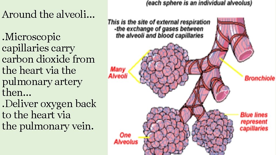 Around the alveoli…. Microscopic capillaries carry carbon dioxide from the heart via the pulmonary