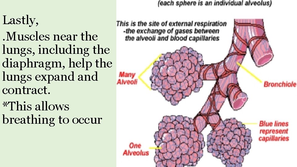 Lastly, . Muscles near the lungs, including the diaphragm, help the lungs expand contract.