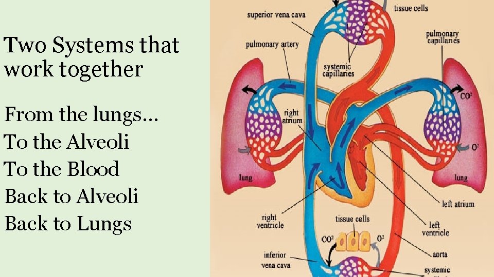 Two Systems that work together From the lungs… To the Alveoli To the Blood