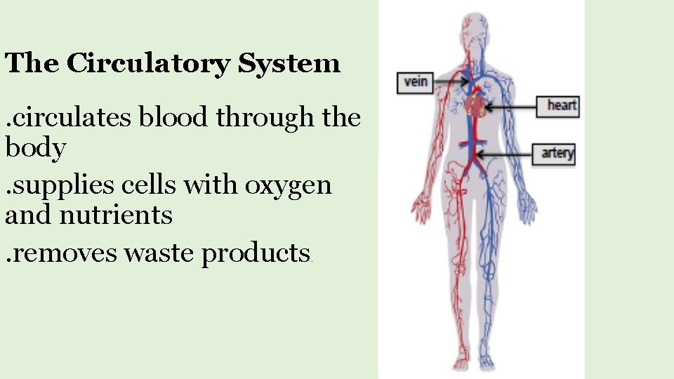 The Circulatory System. circulates blood through the body. supplies cells with oxygen and nutrients.