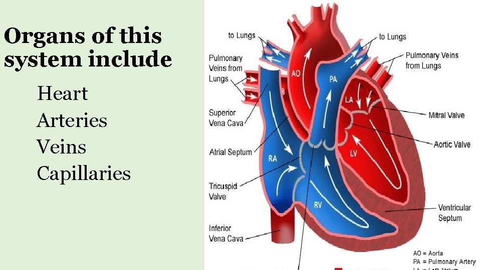 Organs of this system include Heart Arteries Veins Capillaries 