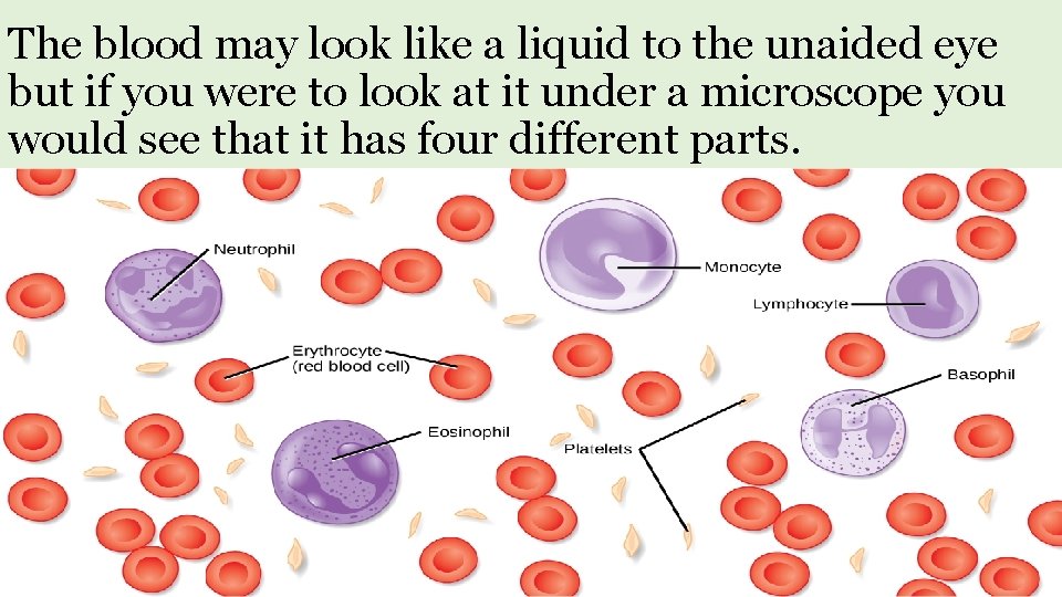 The blood may look like a liquid to the unaided eye but if you