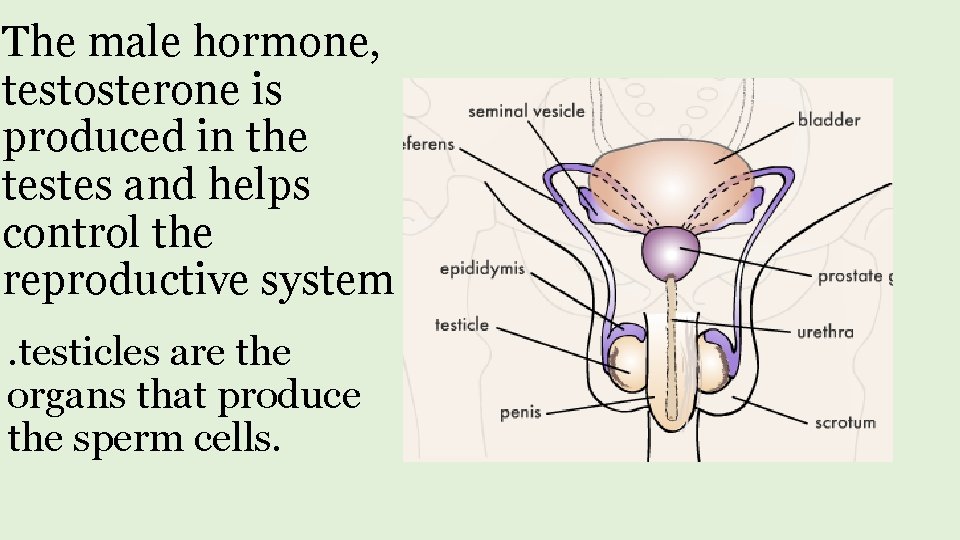 The male hormone, testosterone is produced in the testes and helps control the reproductive