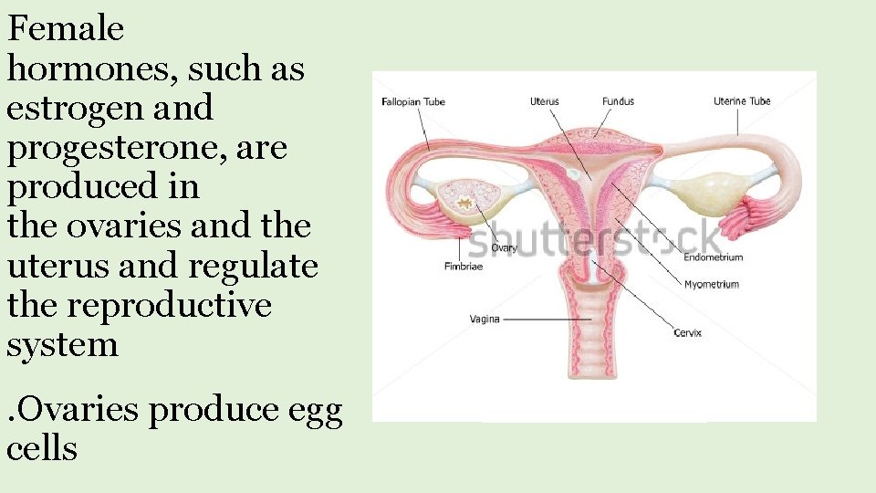 Female hormones, such as estrogen and progesterone, are produced in the ovaries and the