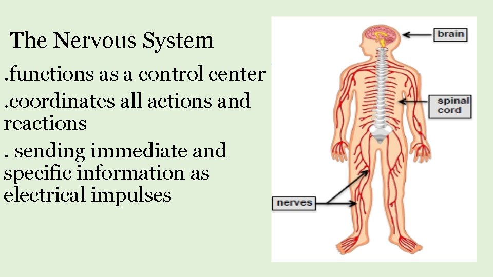 The Nervous System. functions as a control center. coordinates all actions and reactions. sending