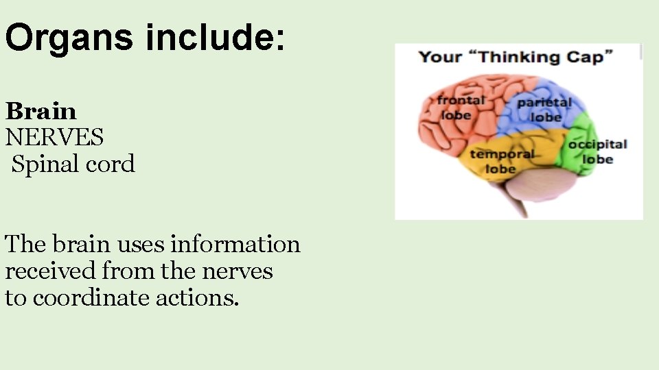 Organs include: Brain NERVES Spinal cord The brain uses information received from the nerves