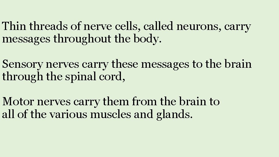 Thin threads of nerve cells, called neurons, carry messages throughout the body. Sensory nerves
