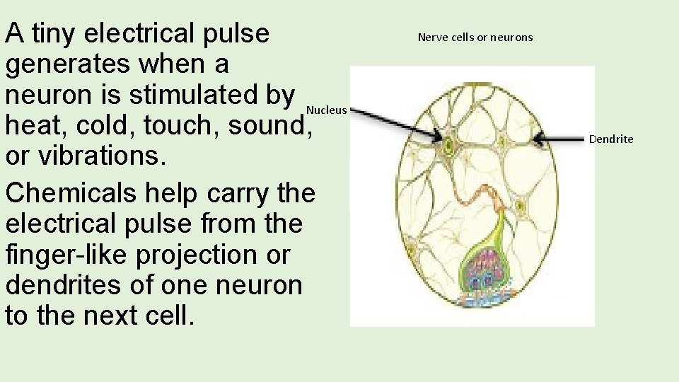 A tiny electrical pulse generates when a neuron is stimulated by Nucleus heat, cold,