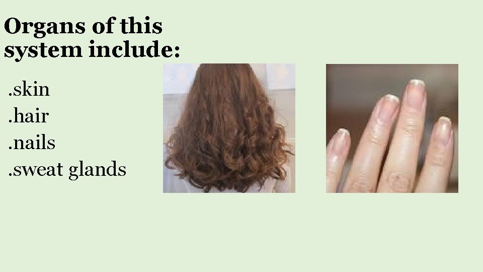 Organs of this system include: . skin. hair. nails. sweat glands 
