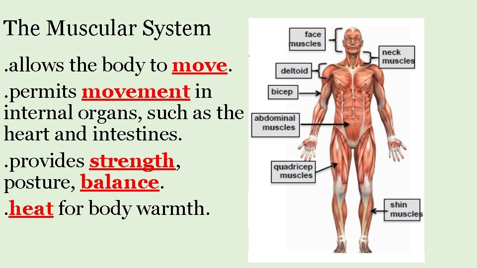 The Muscular System. allows the body to move. . permits movement in internal organs,