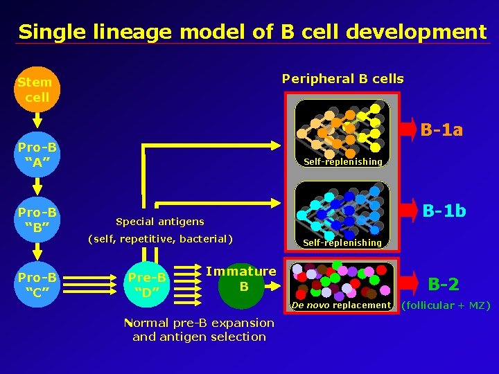 Single lineage model of B cell development Peripheral B cells Stem cell B-1 a