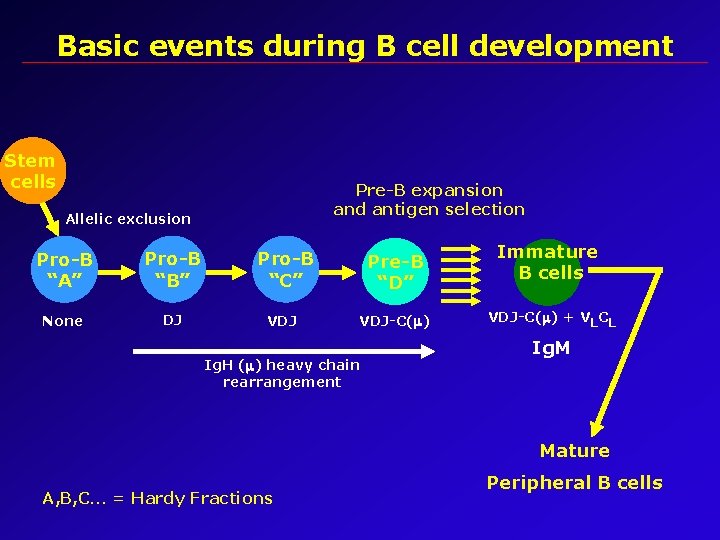 Basic events during B cell development Stem cells Pre-B expansion and antigen selection Allelic