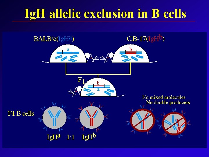 Ig. H allelic exclusion in B cells 