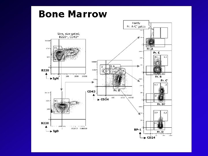 Bone Marrow 