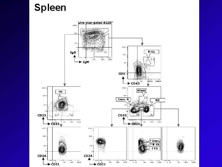 Spleen 