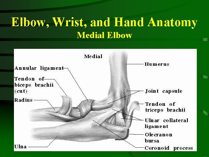 Elbow, Wrist, and Hand Anatomy Medial Elbow 