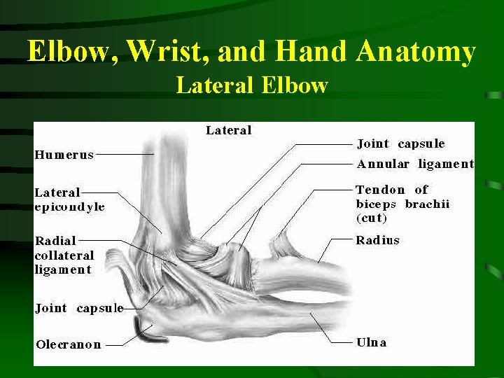 Elbow, Wrist, and Hand Anatomy Lateral Elbow 