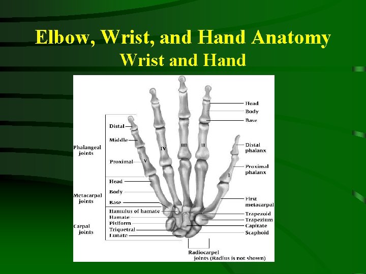 Elbow, Wrist, and Hand Anatomy Wrist and Hand 