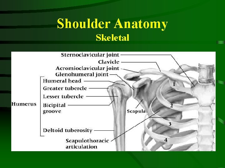 Shoulder Anatomy Skeletal 