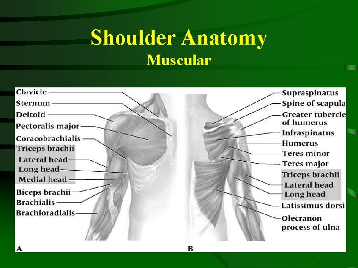 Shoulder Anatomy Muscular 
