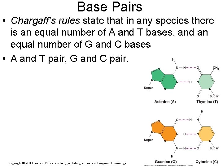 Base Pairs • Chargaff’s rules state that in any species there is an equal