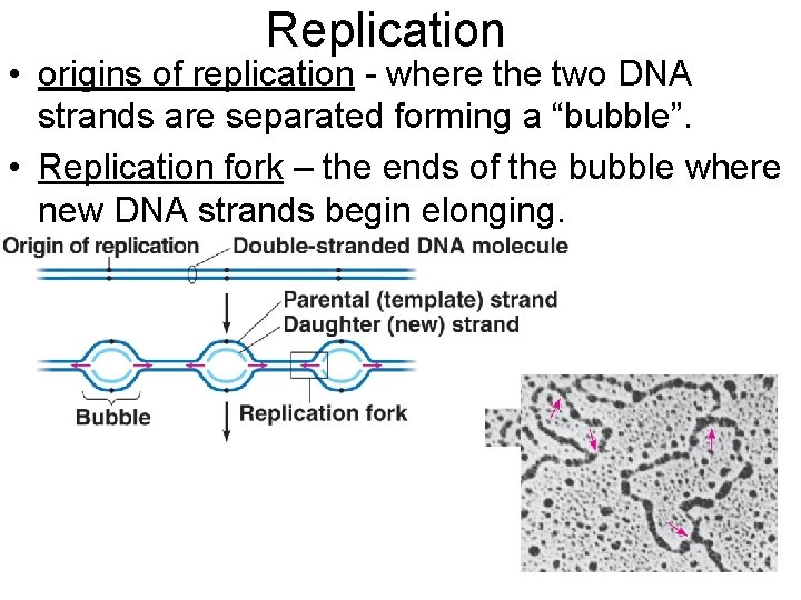 Replication • origins of replication - where the two DNA strands are separated forming