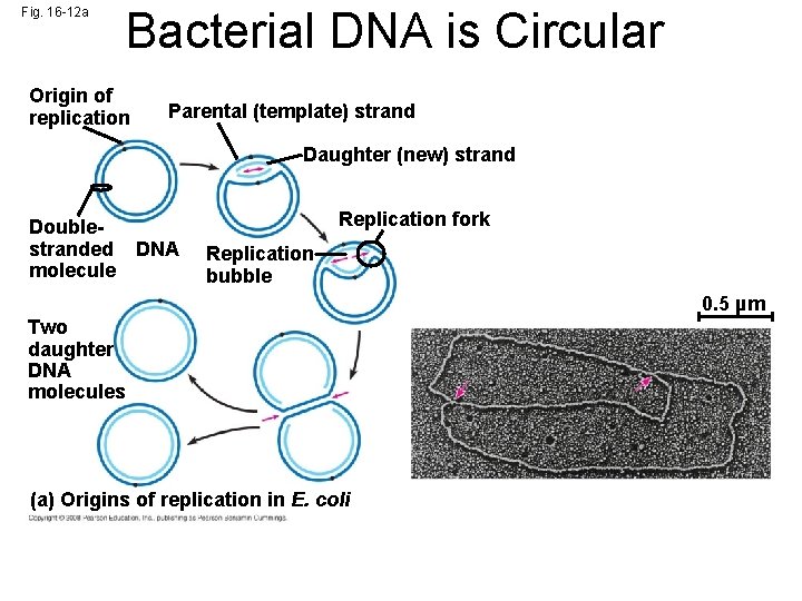 Fig. 16 -12 a Bacterial DNA is Circular Origin of replication Parental (template) strand