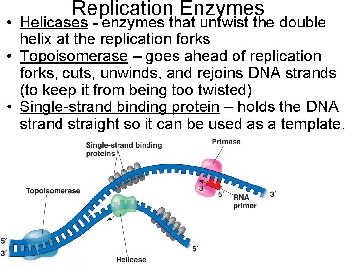 Replication Enzymes • Helicases - enzymes that untwist the double helix at the replication