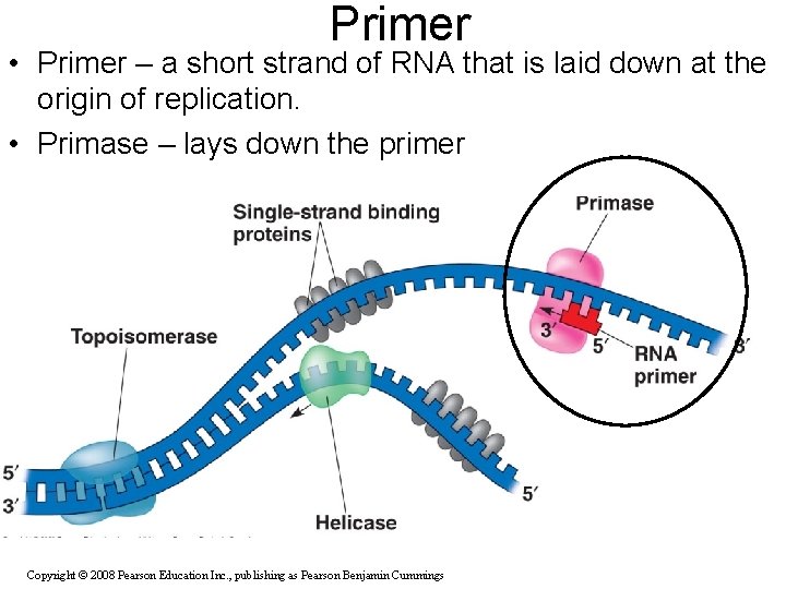 Primer • Primer – a short strand of RNA that is laid down at