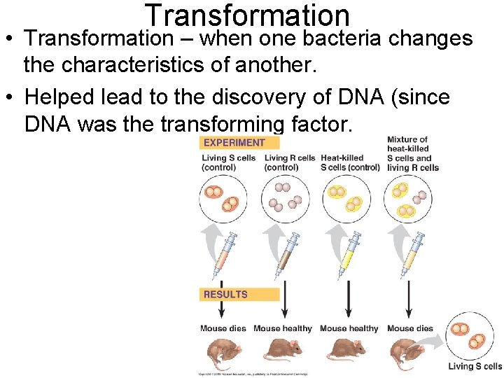 Transformation • Transformation – when one bacteria changes the characteristics of another. • Helped