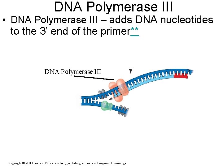 DNA Polymerase III • DNA Polymerase III – adds DNA nucleotides to the 3’