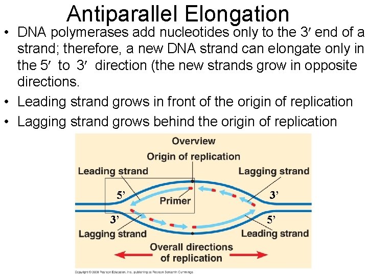 Antiparallel Elongation • DNA polymerases add nucleotides only to the 3 end of a