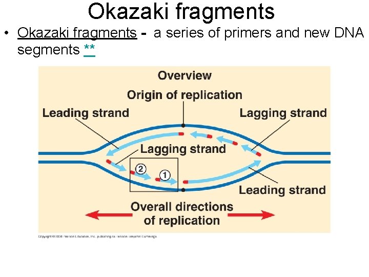 Okazaki fragments • Okazaki fragments - a series of primers and new DNA segments