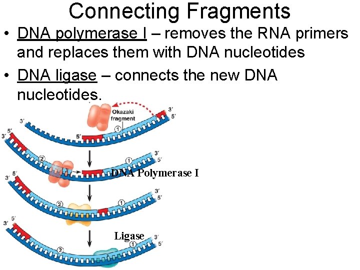 Connecting Fragments • DNA polymerase I – removes the RNA primers and replaces them