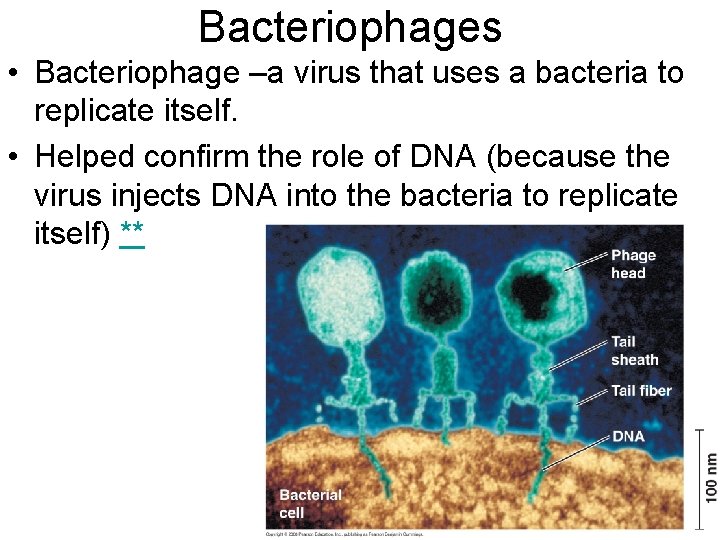 Bacteriophages • Bacteriophage –a virus that uses a bacteria to replicate itself. • Helped