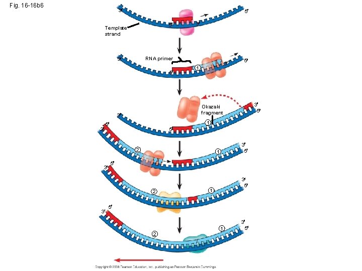 Fig. 16 -16 b 6 3 5 5 Template strand RNA primer 3 5