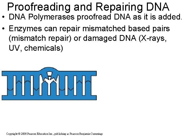 Proofreading and Repairing DNA • DNA Polymerases proofread DNA as it is added. •
