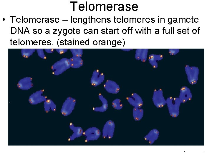 Telomerase • Telomerase – lengthens telomeres in gamete DNA so a zygote can start