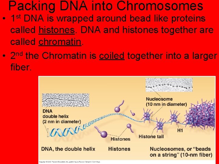 Packing DNA into Chromosomes • 1 st DNA is wrapped around bead like proteins