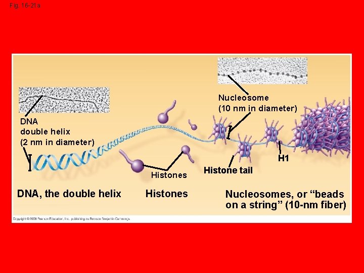 Fig. 16 -21 a Nucleosome (10 nm in diameter) DNA double helix (2 nm