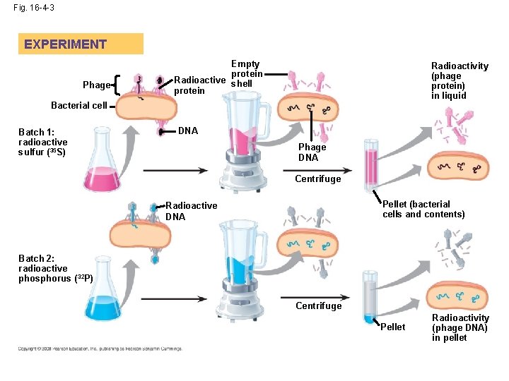 Fig. 16 -4 -3 EXPERIMENT Phage Empty protein Radioactive shell protein Radioactivity (phage protein)