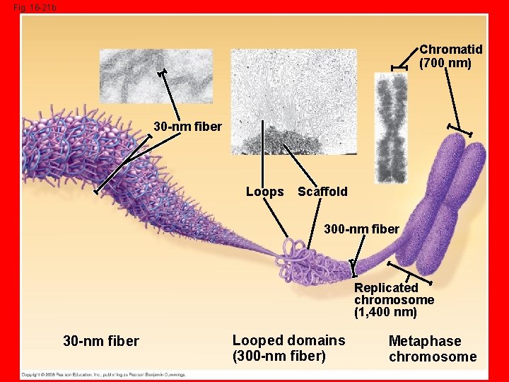 Fig. 16 -21 b Chromatid (700 nm) 30 -nm fiber Loops Scaffold 300 -nm