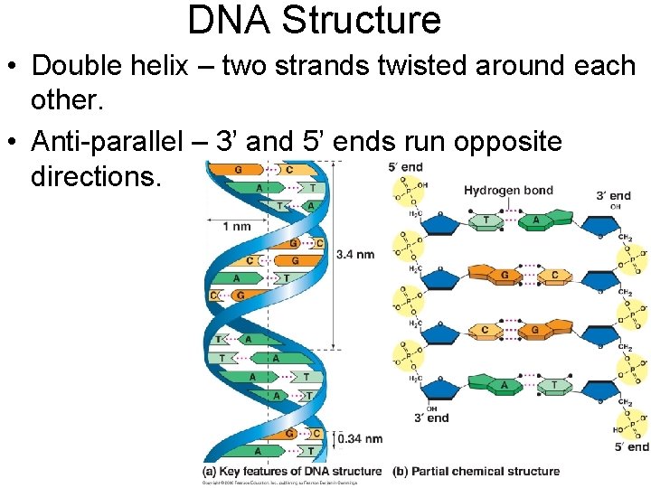 DNA Structure • Double helix – two strands twisted around each other. • Anti-parallel