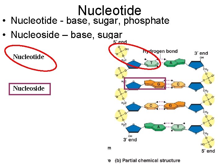 Nucleotide • Nucleotide - base, sugar, phosphate • Nucleoside – base, sugar Nucleotide Nucleoside